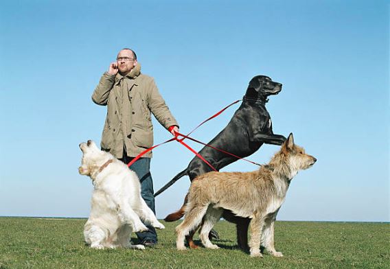 Is The Dog Walker Walking Out With More Than Just Your Dog